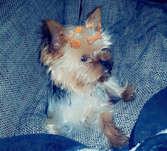 Guizmo participe au concours pour gagner de l'argent avec cette photo : biewer_terrier, carnivore, companion_dog, dog, dog_breed, dog_supply, electric_blue, fur, non_sporting_group, small_terrier, snout, terrestrial_animal, terrier, toy_dog, working_animal