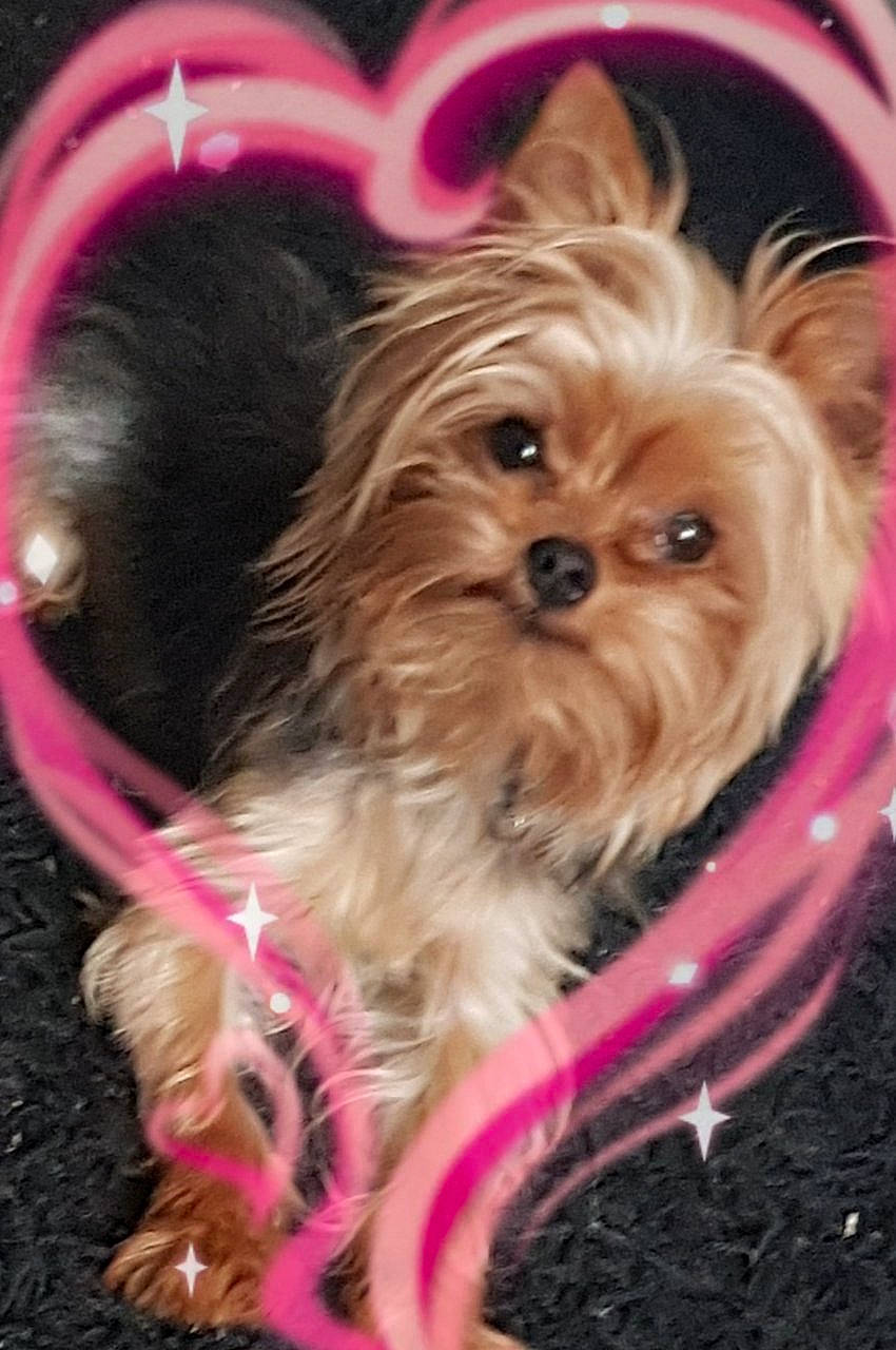 Guizmo participe au concours pour gagner de l'argent avec cette photo : biewer_terrier, canidae, carnivore, companion_dog, dog, dog_breed, dog_supply, fashion_accessory, fawn, fur, liver, pink, small_terrier, snout, sporting_group, terrier, toy_dog, working_animal, yorkipoo, yorkshire_terrier