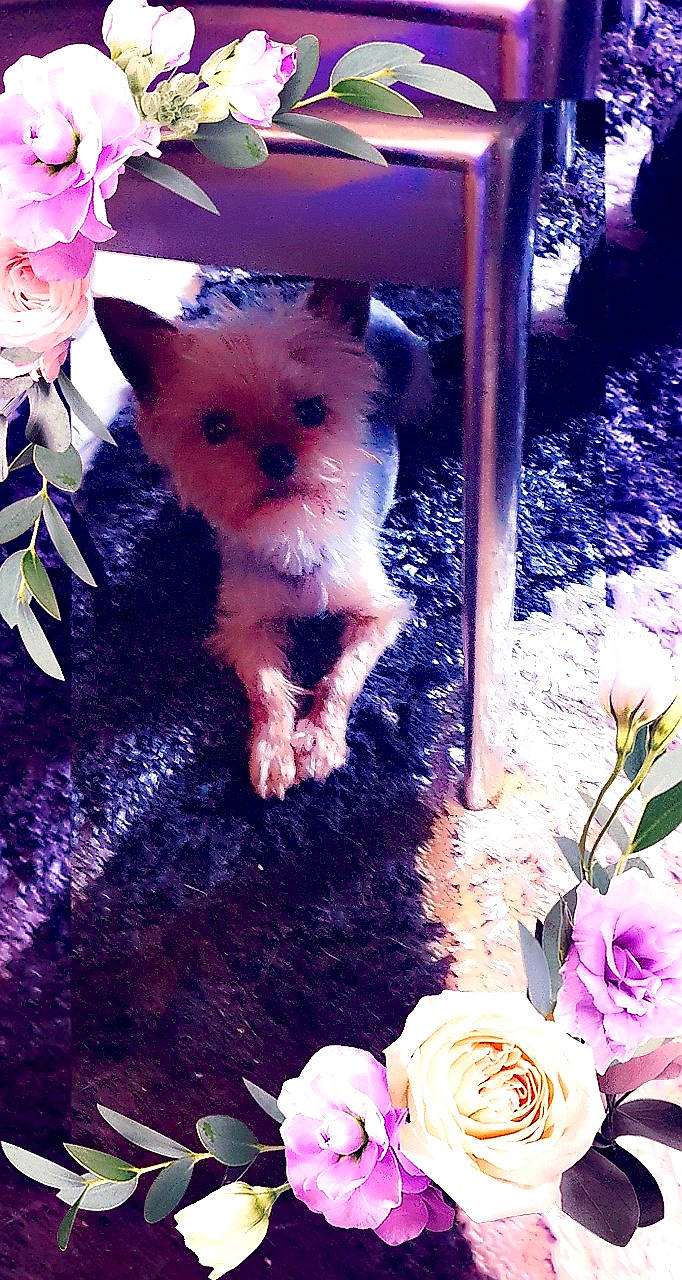 Guizmo a rejoint le concours — aidez-le/la à gagner de superbes lots ! blue, carnivore, companion_dog, dog, dog_breed, fawn, felidae, flower, light, magenta, organism, petal, pink, plant, rose, snout, tail, toy_dog, whiskers, white