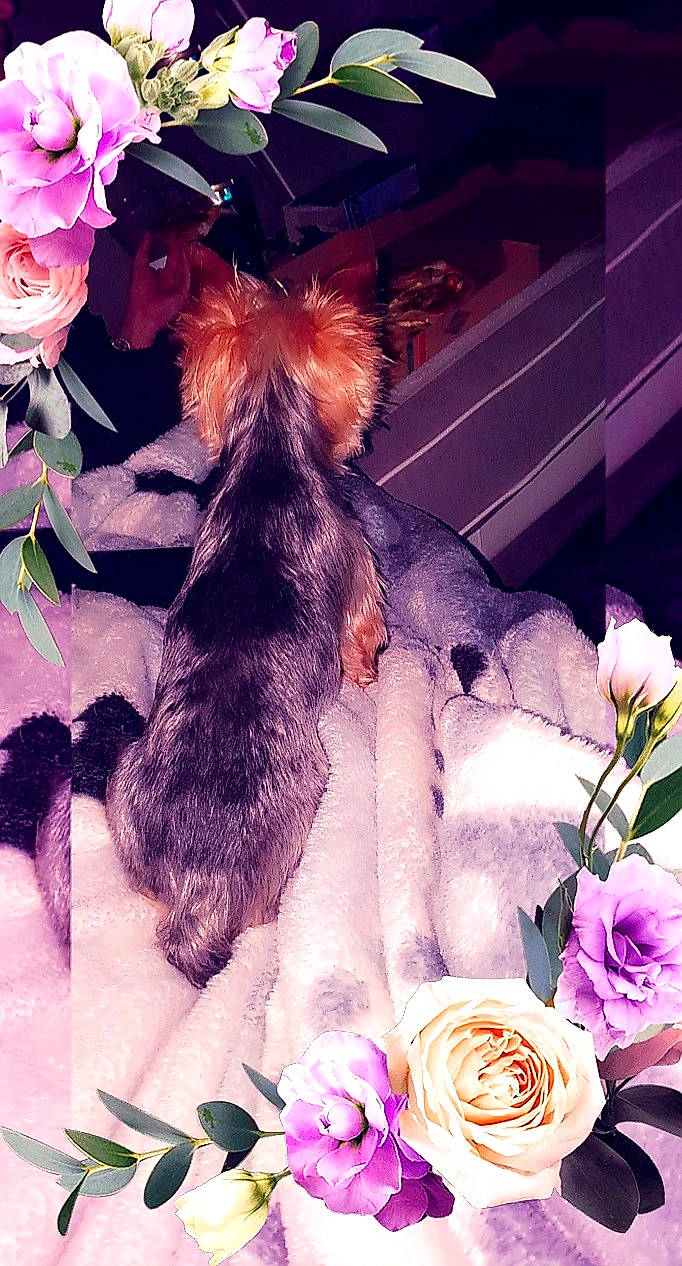 Guizmo a rejoint le concours — aidez-le/la à gagner de superbes lots ! carnivore, companion_dog, cut_flowers, dog, dog_breed, fawn, felidae, flower, flower_arranging, fur, hybrid_tea_rose, petal, pink, plant, purple, rose, rose_family, rose_order, tail, textile