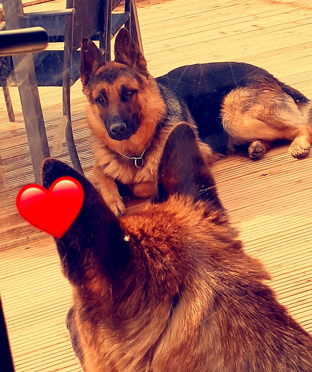 Kalash a rejoint le concours — aidez-le/la à gagner de superbes lots ! carnivore, companion_dog, dog, dog_breed, fawn, flooring, german_shepherd_dog, happy, light, liver, mountainous_landforms, outdoor_furniture, photograph, selfie, snapshot, snout, sporting_group, tail, wood, working_animal