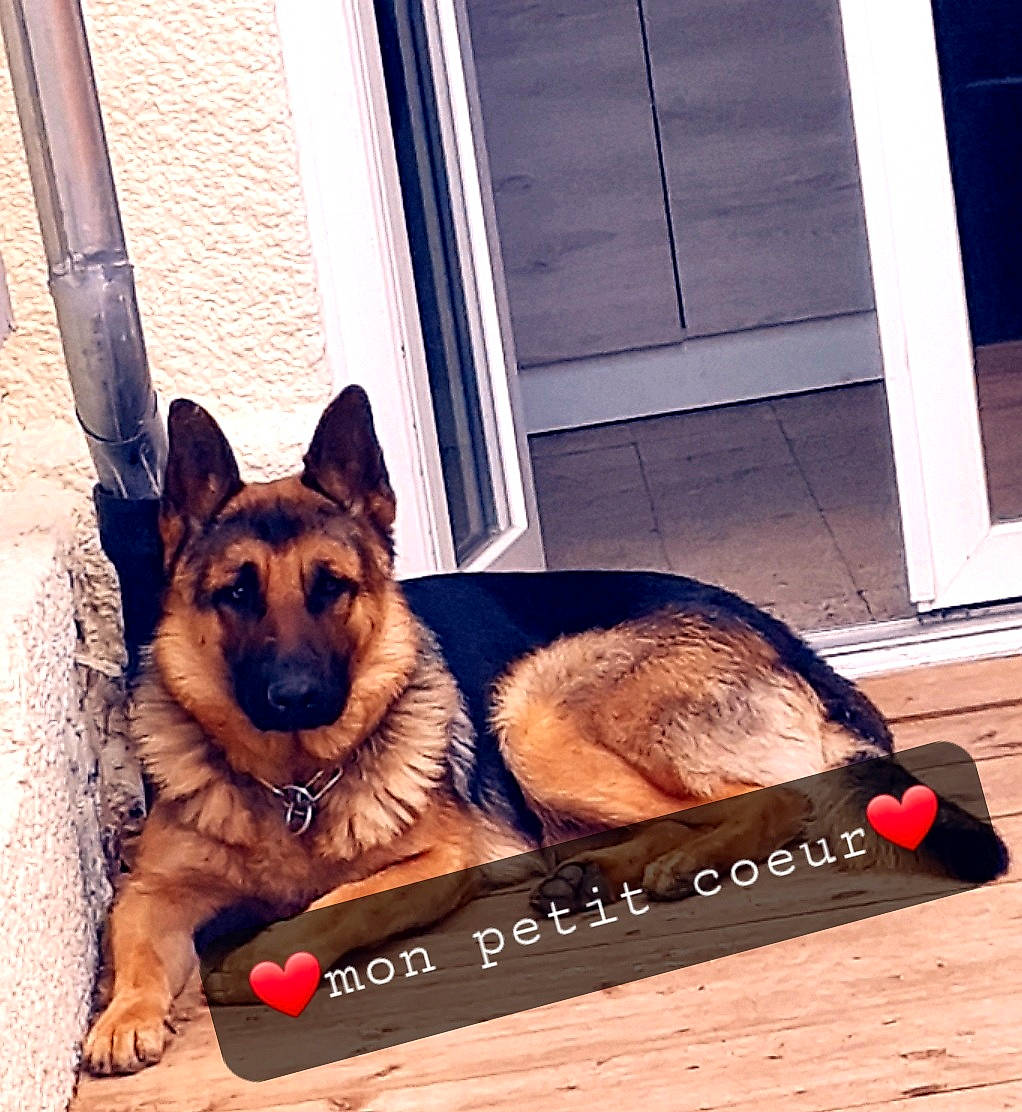 Kalash participe au concours pour gagner de l'argent avec cette photo : canidae, carnivore, companion_dog, dog, dog_breed, east_european_shepherd, fawn, flooring, german_shepherd_dog, herding_dog, king_shepherd, metal, old_german_shepherd_dog, paw, plant, rectangle, snout, square, window, wood