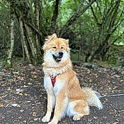 Uckha participe au concours pour gagner de l'argent avec cette photo : dog, canine, animal, pet, outdoor, forest, trees, leaves, nature, fur, sitting, harness, brown_fur, happy, fluffy, wildlife, mammal, park, ground, daylight
