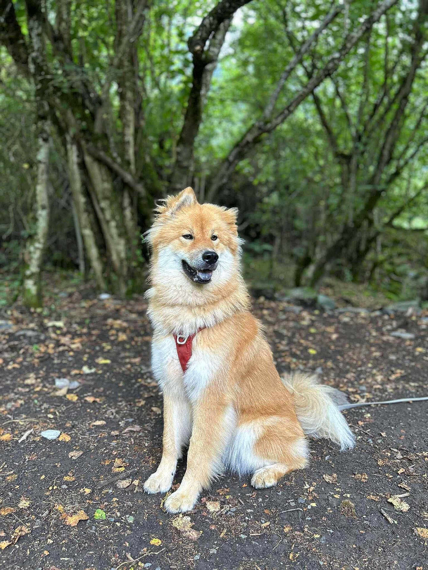 Uckha participe au concours pour gagner de l'argent avec cette photo : dog, canine, animal, pet, outdoor, forest, trees, leaves, nature, fur, sitting, harness, brown_fur, happy, fluffy, wildlife, mammal, park, ground, daylight