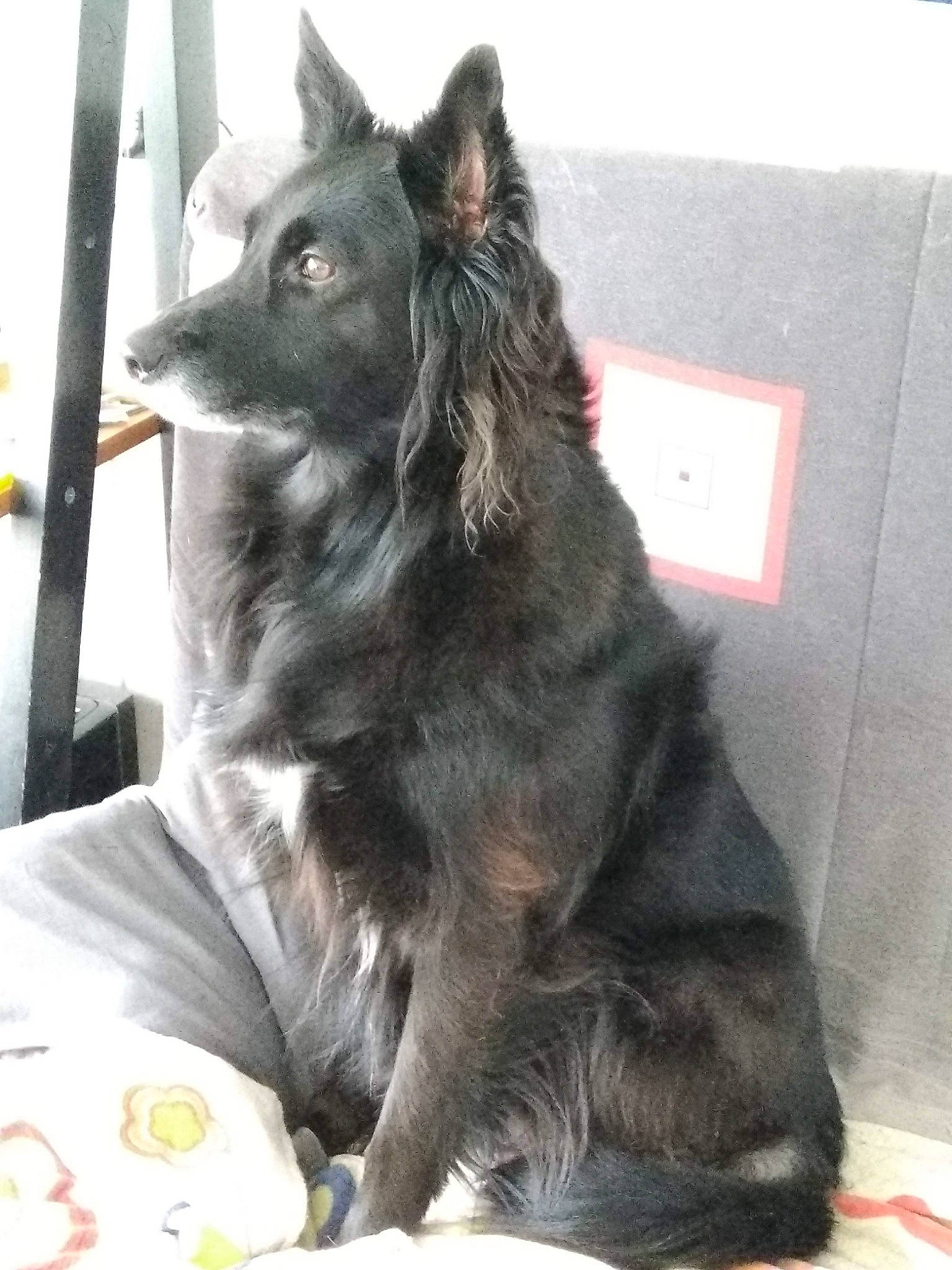 Inka participe au concours pour gagner de l'argent avec cette photo : canidae, carnivore, claw, companion_dog, dog, dog_breed, dog_supply, fur, herding_dog, king_shepherd, snout, sporting_group, terrestrial_animal, whiskers, working_animal, working_dog