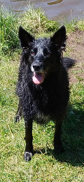 Inka participe au concours pour gagner de l'argent avec cette photo : canidae, carnivore, companion_dog, dog, dog_breed, fur, grass, livestock, plant, sporting_group, terrestrial_animal, whiskers, working_animal, working_dog