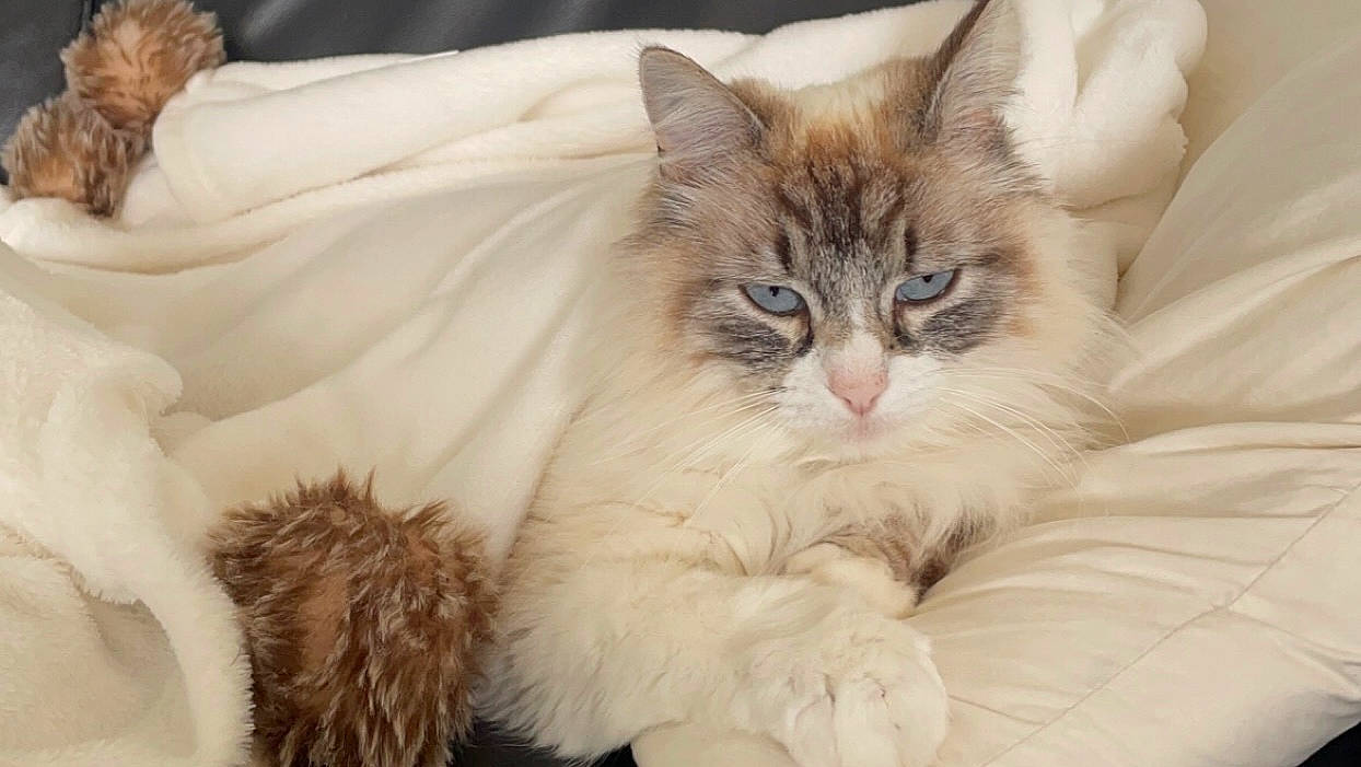 Plume participe au concours pour gagner de l'argent avec cette photo : carnivore, cat, cat_bed, claw, comfort, fawn, felidae, fur, nap, natural_material, paw, plant, small_to_medium_sized_cats, tail, terrestrial_animal, whiskers