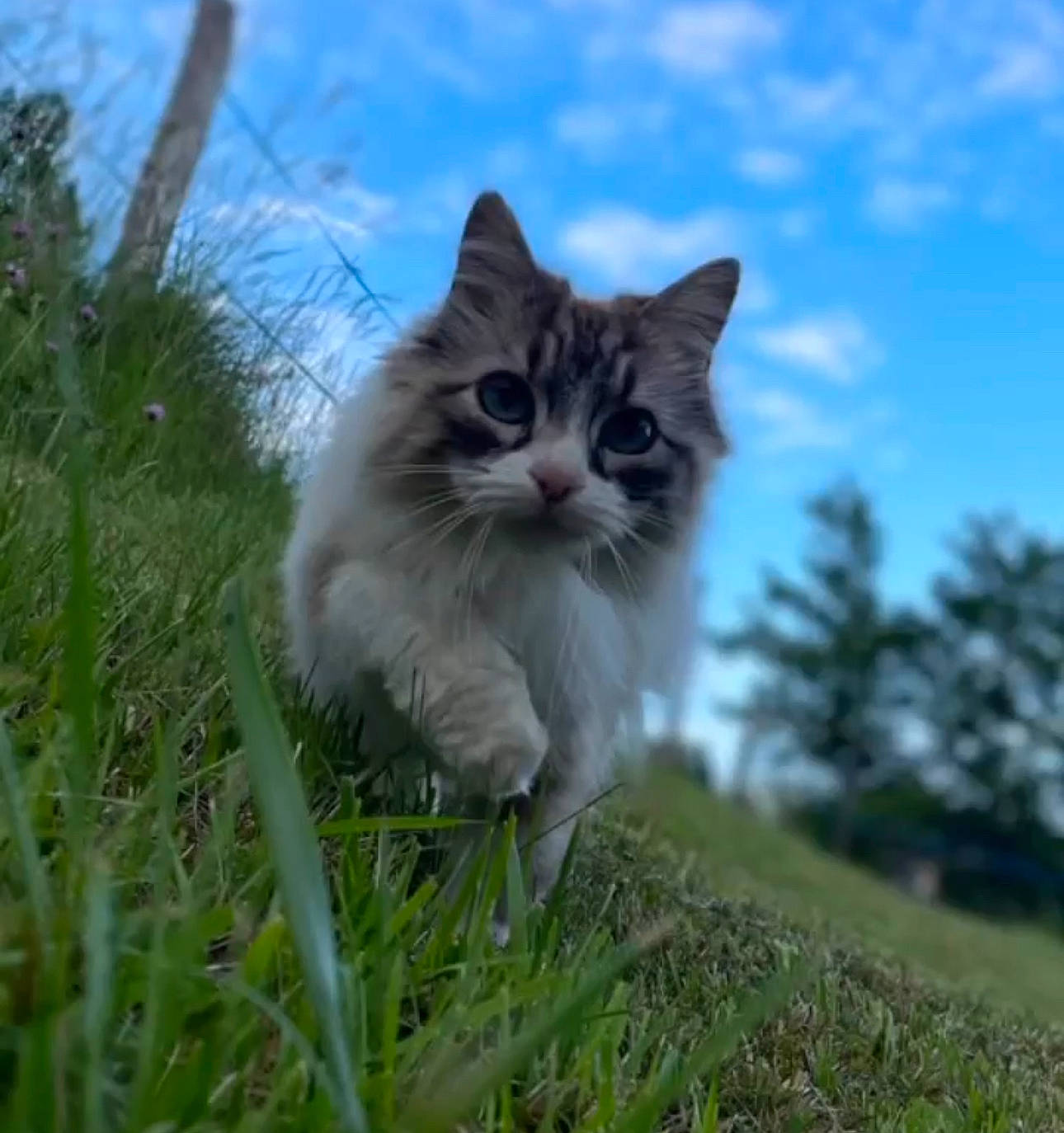 Plume participe au concours pour gagner de l'argent avec cette photo : british_longhair, carnivore, cat, cloud, domestic_short_haired_cat, fawn, felidae, fur, grass, grassland, plant, ragdoll, sky, small_to_medium_sized_cats, snout, tail, terrestrial_animal, tree, whiskers