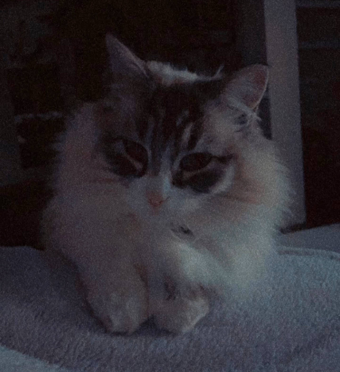 Plume participe au concours pour gagner de l'argent avec cette photo : carnivore, cat, comfort, darkness, domestic_short_haired_cat, felidae, fur, head, monochrome, monochrome_photography, paw, small_to_medium_sized_cats, snout, tail, terrestrial_animal, whiskers