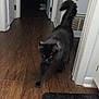 Jasmine joined the competition — help win amazing prizes! animal, black_cat, cat, curious, doorway, feline, flooring, fur, hallway, home, indoor, interior, mat, motion_blur, pet, tail_up, walking, whiskers, wooden_floor, yellow_eyes