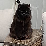 Jasmine is registered to the contest to win money with this photo: cat, black_cat, fluffy, indoor, furniture, cushion, wooden_table, woven_basket, door, door_handle, pet, animal, sitting, house, home_interior, cozy, domestic, feline, quiet, still