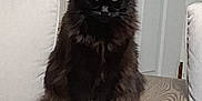 Jasmine is registered to the contest to win money with this photo: animal, black_cat, cat, cozy, cushion, domestic, door, door_handle, feline, fluffy, furniture, home_interior, house, indoor, pet, quiet, sitting, still, wooden_table, woven_basket