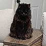 cat, black_cat, fluffy, indoor, furniture, cushion, wooden_table, woven_basket, door, door_handle, pet, animal, sitting, house, home_interior, cozy, domestic, feline, quiet, still