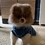 Bella participe au concours pour gagner de l'argent avec cette photo : dog, puppy, small_dog, fluffy, fur, blue_sweater, indoors, floor, cabinet, appliance, pet, cute, standing, looking, fur_texture, animal, domestic_animal, portrait, companion, home