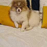 Bella a rejoint le concours — aidez-le/la à gagner de superbes lots ! animal, bed, blue_headboard, brown_and_white, cozy, cute, dog, face, fluffy_fur, indoor, looking_at_camera, paws, pet, pillow, pomeranian, puppy, sitting, small_dog, white_bedspread, yellow_pillow