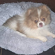 Bella participe au concours pour gagner de l'argent avec cette photo : puppy, dog, bed, fluffy, pet, cute, cozy, furry, resting, indoor, animal, young, small, comfort, soft, looking, adorable, face, lying, domestic