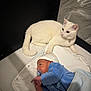 baby, cat, white_cat, newborn, infant, pacifier, blue_clothing, crib, blanket, resting, animal, domestic_animal, pet, indoor, cute, sleeping_area, soft_lighting, protective, curious, cozy
