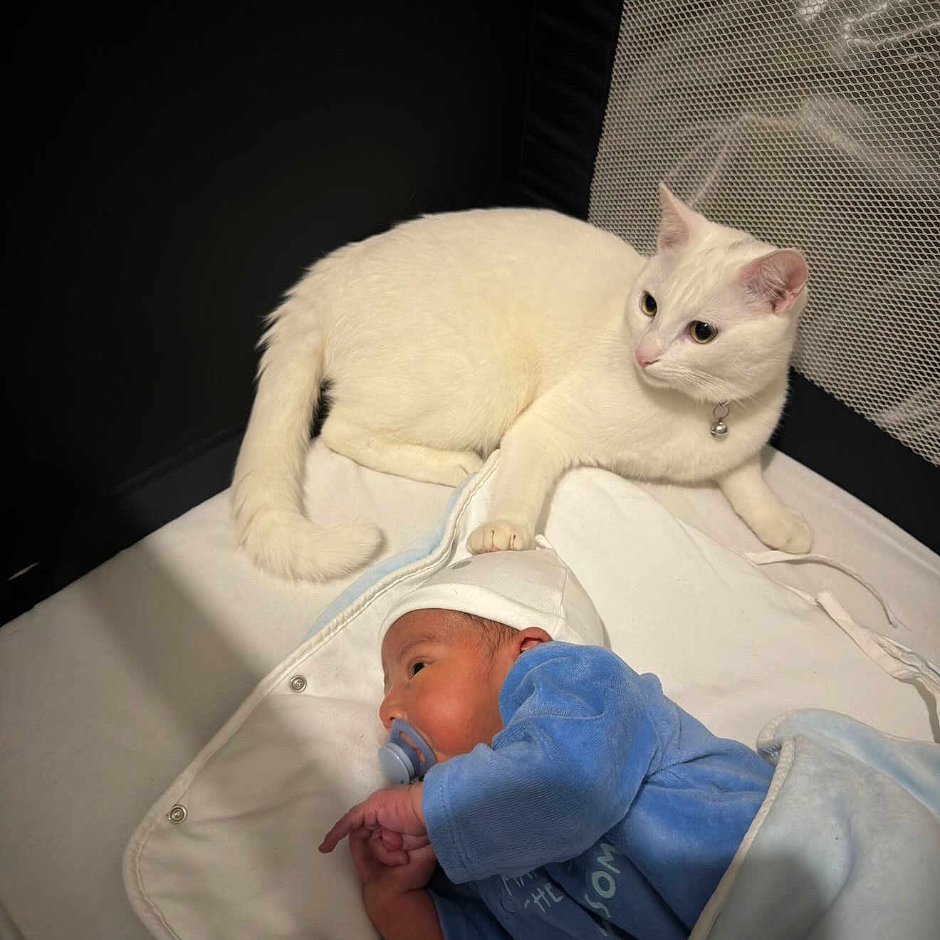 Safir participe au concours pour gagner de l'argent avec cette photo : animal, baby, blanket, blue_clothing, cat, cozy, crib, curious, cute, domestic_animal, indoor, infant, newborn, pacifier, pet, protective, resting, sleeping_area, soft_lighting, white_cat