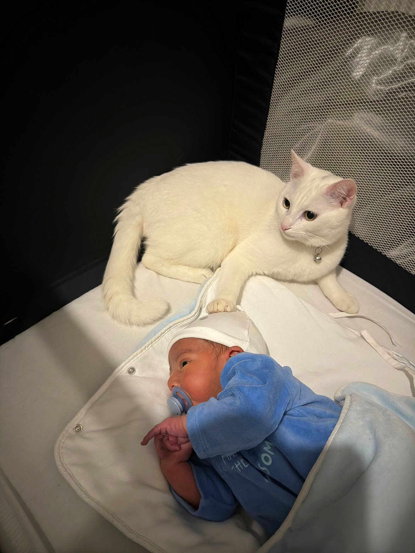 Safir participe au concours pour gagner de l'argent avec cette photo : baby, cat, white_cat, newborn, infant, pacifier, blue_clothing, crib, blanket, resting, animal, domestic_animal, pet, indoor, cute, sleeping_area, soft_lighting, protective, curious, cozy