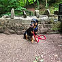 dog, leash, blue_collar, forest, trees, stone_wall, dirt_path, nature, outdoor, pet, animal, greenery, leaves, canine, sitting, daylight, happy, tongue_out, walking, park