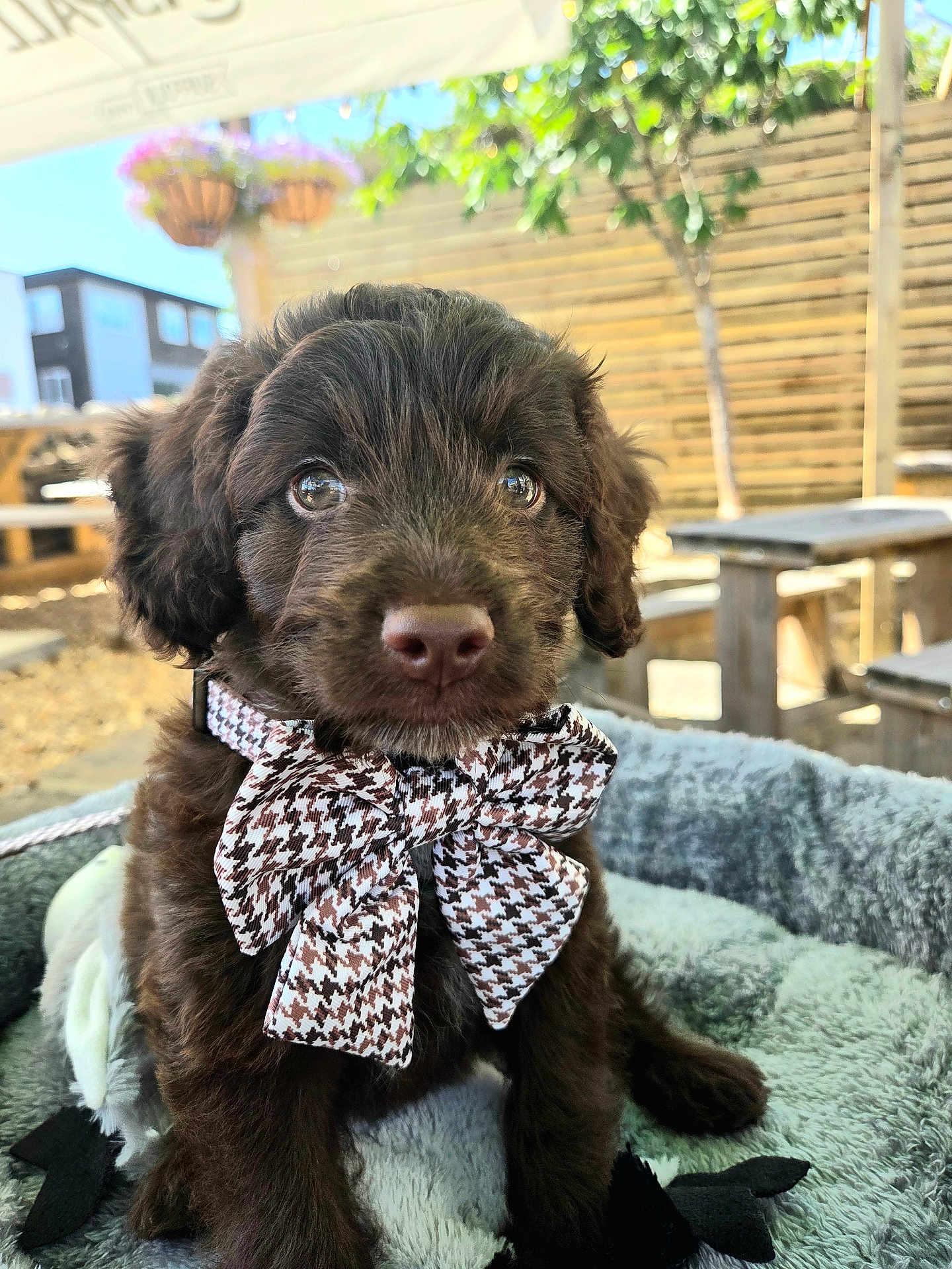Arlo is registered to the contest to win money with this photo: puppy, dog, bow_tie, brown_fur, fluffy, pet_bed, outdoor, sunlight, cute, animal, young_dog, close_up, portrait, adorable, sitting, furry, pet_accessory, canine, domestic_animal, garden