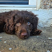 Arlo is registered to the contest to win money with this photo: puppy, dog, brown_fur, close_up, outdoor, concrete, curly_fur, cute, pet, animal, face, lying_down, nostrils, ears, door, wall, texture, eyes, expression, adorable