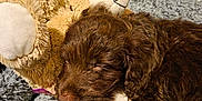 Arlo is registered to the contest to win money with this photo: puppy, dog, sleeping, stuffed_animal, teddy_bear, brown_fur, cozy, blanket, soft, cute, pet, resting, indoors, animal, fur, companion, snuggle, relaxation, sleep, domestic