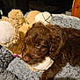 puppy, dog, sleeping, stuffed_animal, teddy_bear, brown_fur, cozy, blanket, soft, cute, pet, resting, indoors, animal, fur, companion, snuggle, relaxation, sleep, domestic