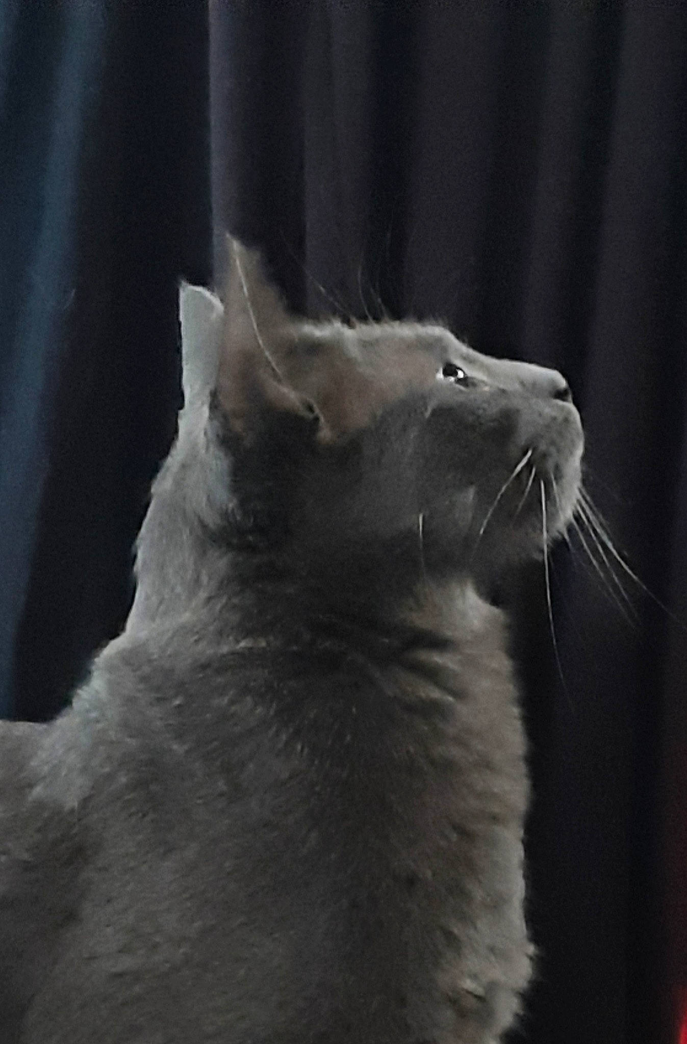 Antarès participe au concours pour gagner de l'argent avec cette photo : carnivore, cat, claw, darkness, domestic_short_haired_cat, ear, fang, felidae, fur, gesture, grey, monochrome, monochrome_photography, paw, small_to_medium_sized_cats, snout, tail, terrestrial_animal, whiskers, window