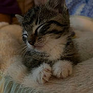Maverick joined the competition — help win amazing prizes! animal, blanket, cat, close_up, cozy, cute, feline, furry, indoor, kitten, nap, paws, peaceful, pet, resting, sleeping, soft, tabby, whiskers, young