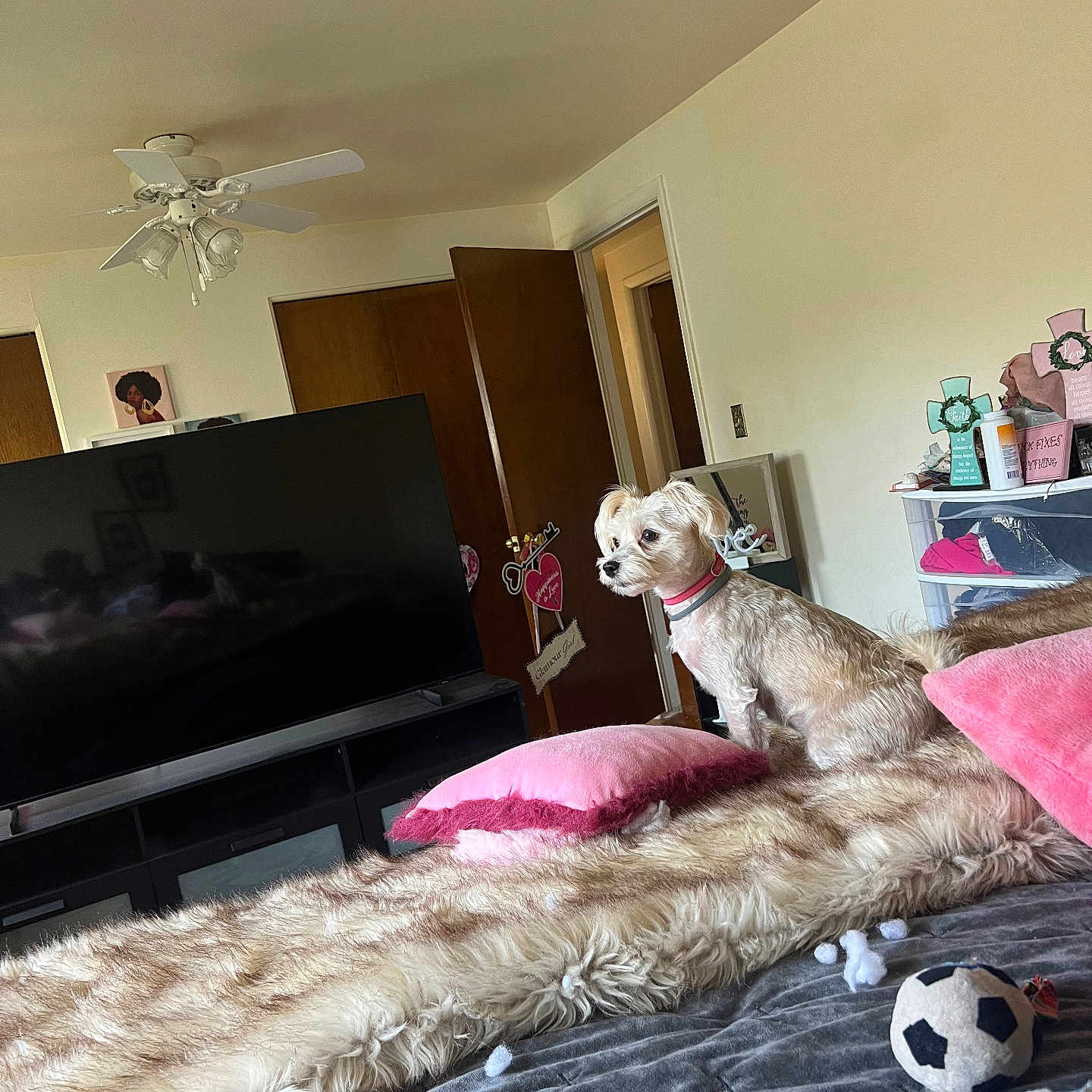 Paris Hilton is registered to the contest to win money with this photo: bed, bedroom, blanket, ceiling_fan, collar, cozy, dog, entertainment_center, fur_throw, indoor, open_door, pet_toy, pillow, pink_pillow, small_dog, soccer_ball, storage_drawer, stuffing, tv, wall_art