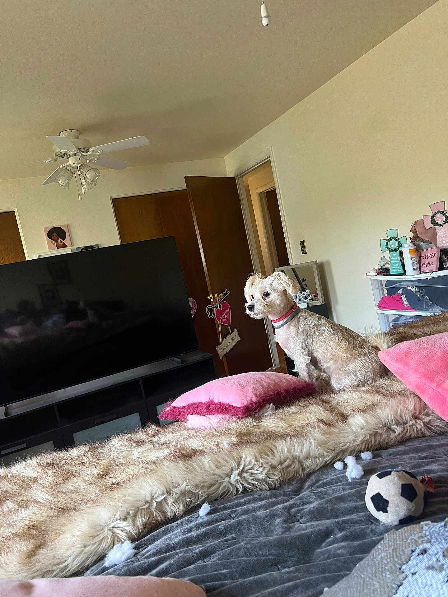 Paris Hilton is registered to the contest to win money with this photo: dog, small_dog, bed, blanket, pillow, pink_pillow, fur_throw, soccer_ball, tv, entertainment_center, bedroom, open_door, ceiling_fan, wall_art, storage_drawer, pet_toy, stuffing, collar, cozy, indoor