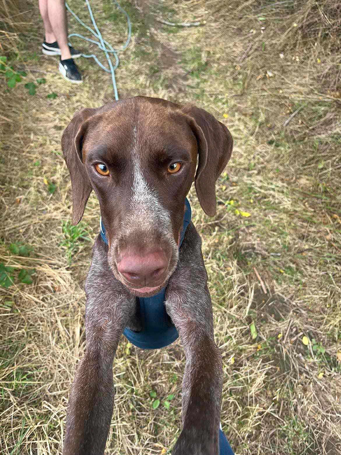Keops participe au concours pour gagner de l'argent avec cette photo : dog, brown_dog, close_up, animal, pet, outdoor, grass, curious, canine, ears, eyes, snout, person, legs, sneakers, nature, summer, playful, leash, field