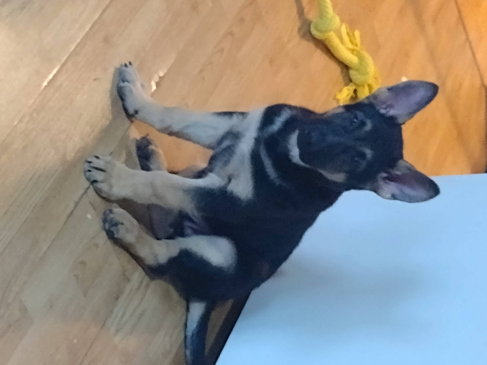 Bear joined the competition — help win amazing prizes! canidae, carnivore, companion_dog, dog, dog_breed, dog_supply, fawn, flooring, fur, guard_dog, hardwood, non_sporting_group, snout, sporting_group, tail, terrestrial_animal, toy_dog, wood, working_animal, working_dog