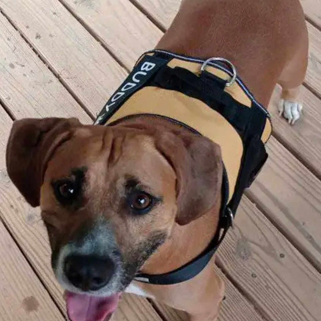 Buddy is registered to the contest to win money with this photo: animal, brown_dog, canine, closeup, companion, dog, domestic_animal, ears, friendly, fur, happy, harness, looking_up, outdoor, paw, pet, smiling, tail, tongue, wooden_deck