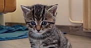 Bagerra participe au concours pour gagner de l'argent avec cette photo : adorable, animal, blue_eyes, cat, cozy, curious, cute, ears, floor, furniture, home, indoor, kitten, pet, sitting, small, striped, tabby, whiskers, young
