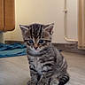 adorable, animal, blue_eyes, cat, cozy, curious, cute, ears, floor, furniture, home, indoor, kitten, pet, sitting, small, striped, tabby, whiskers, young
