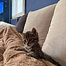Bagerra a rejoint le concours — aidez-le/la à gagner de superbes lots ! animal, blanket, cat, couch, cozy, curious, cute, domestic, fur, furniture, home, indoor, kitten, pet, relaxing, resting, soft, tabby, window, young