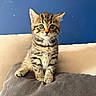 Bagerra participe au concours pour gagner de l'argent avec cette photo : animal, beige, blue_wall, cat, couch, curious, cushion, cute, ears, eyes, fur, furniture, indoor, kitten, pet, sitting, small, tabby, whiskers, young