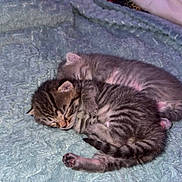 Bagerra participe au concours pour gagner de l'argent avec cette photo : animal, blanket, cat, cozy, cute, domestic_animal, fur, indoor, kitten, peaceful, pets, resting, sleeping, small, snuggle, soft, striped, tabby, two_animals, young