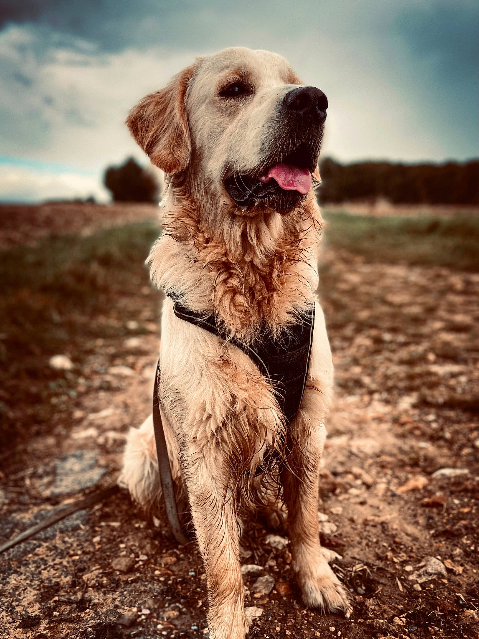 Ragnar participe au concours pour gagner de l'argent avec cette photo : canidae, carnivore, cloud, collar, companion_dog, dog, dog_breed, dog_collar, fawn, grass, gun_dog, happy, landscape, leash, plant, sky, snout, soil, sporting_group, working_animal
