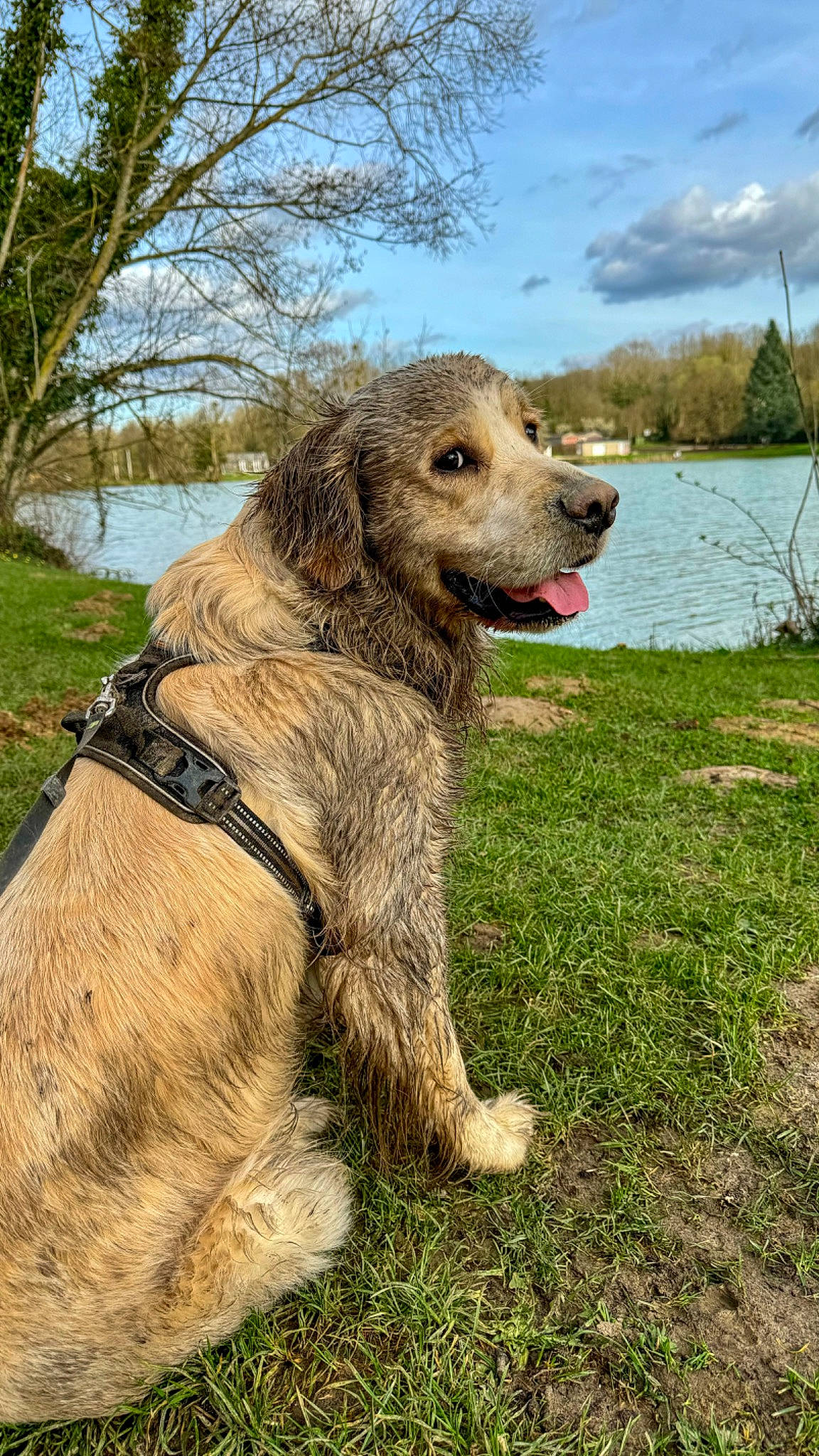 Ragnar participe au concours pour gagner de l'argent avec cette photo : canidae, carnivore, cloud, companion_dog, dog, dog_breed, fawn, grass, gun_dog, lake, liver, plant, sky, snout, sporting_group, tail, terrestrial_animal, tree, water, working_animal