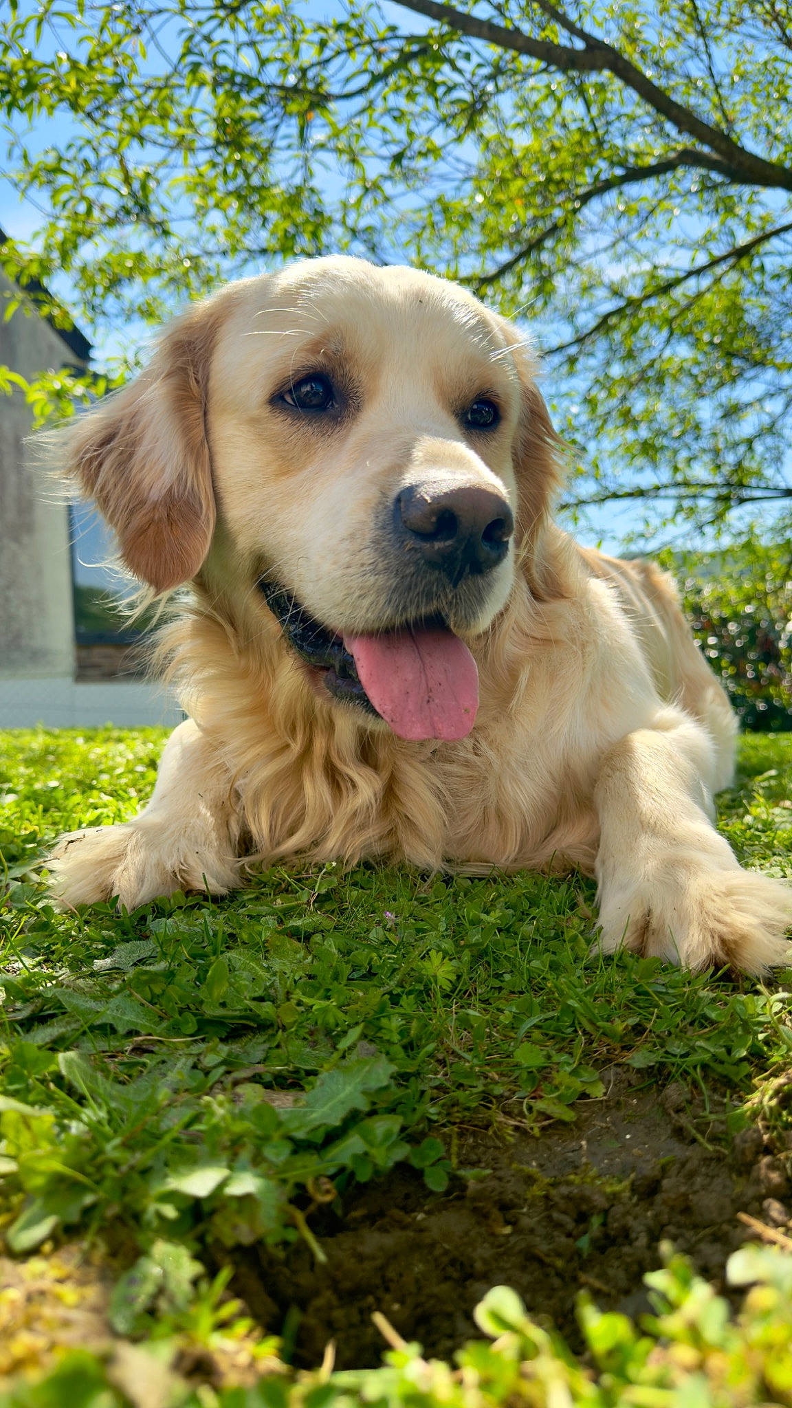Ragnar participe au concours pour gagner de l'argent avec cette photo : canidae, carnivore, companion_dog, dog, dog_breed, fawn, fur, golden_retriever, grass, labrador_retriever, plant, puppy, sky, snout, sporting_group, tree