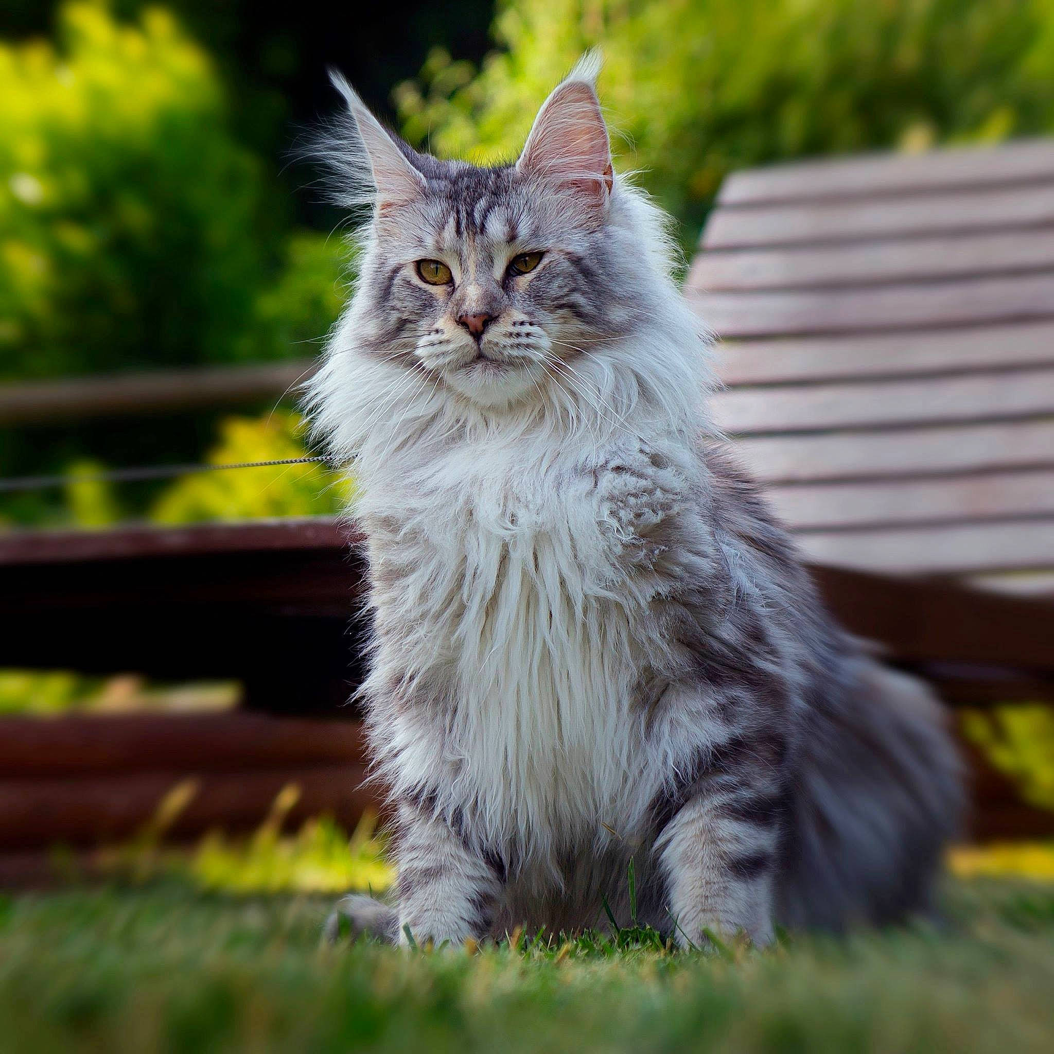 Jelly a rejoint le concours — aidez-le/la à gagner de superbes lots ! carnivore, cat, domestic_short_haired_cat, eye, felidae, fur, grass, maine_coon, outdoor_bench, outdoor_furniture, plant, sitting, small_to_medium_sized_cats, snout, tail, terrestrial_animal, tree, whiskers, wildlife, wood