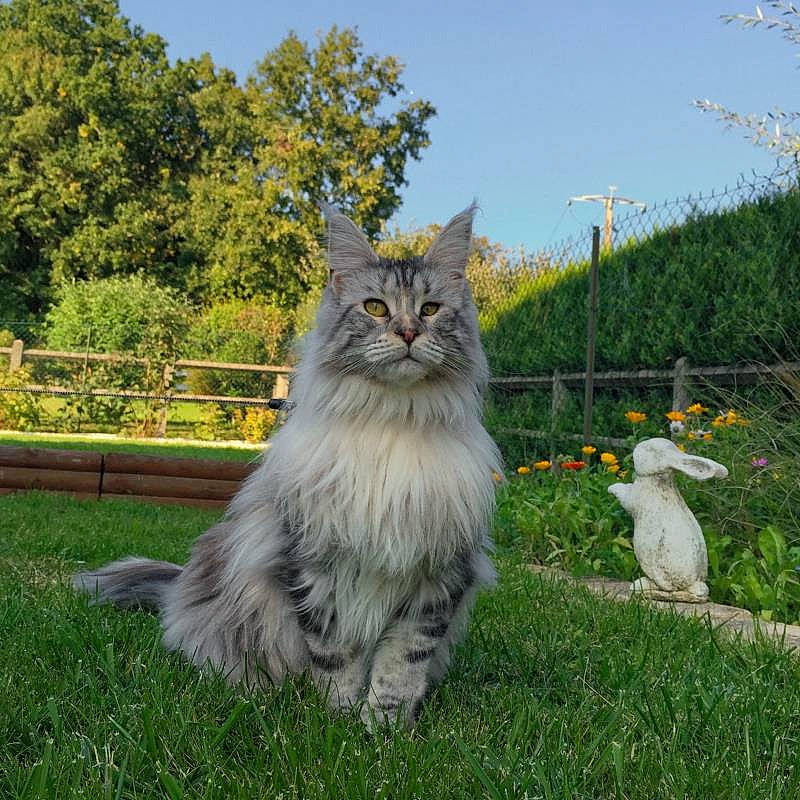 Jelly participe au concours pour gagner de l'argent avec cette photo : carnivore, cat, felidae, fence, flower, fur, grass, grassland, maine_coon, pasture, persian, plant, sitting, sky, small_to_medium_sized_cats, snout, tail, terrestrial_animal, tree, whiskers