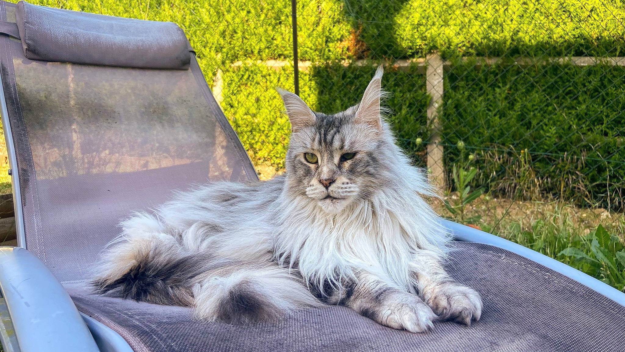 Jelly participe au concours pour gagner de l'argent avec cette photo : british_longhair, carnivore, cat, claw, comfort, felidae, fur, grass, maine_coon, paw, plant, road_surface, small_to_medium_sized_cats, snout, tail, terrestrial_animal, tree, whiskers, window, yellow