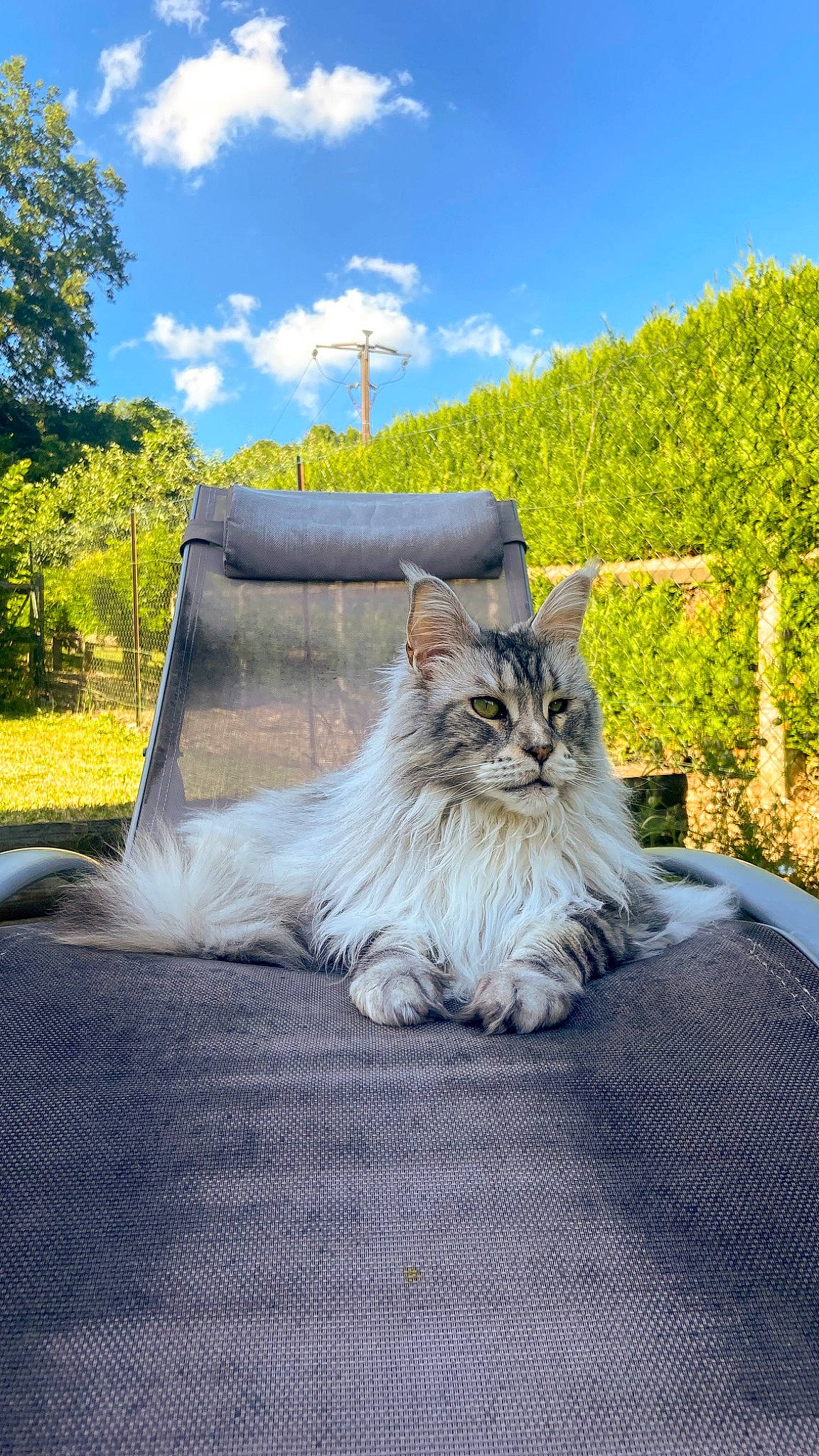 Jelly participe au concours pour gagner de l'argent avec cette photo : asphalt, carnivore, cat, cloud, fawn, felidae, fur, grass, landscape, plant, road, road_surface, sitting, sky, small_to_medium_sized_cats, tail, tire, tree, whiskers, wood