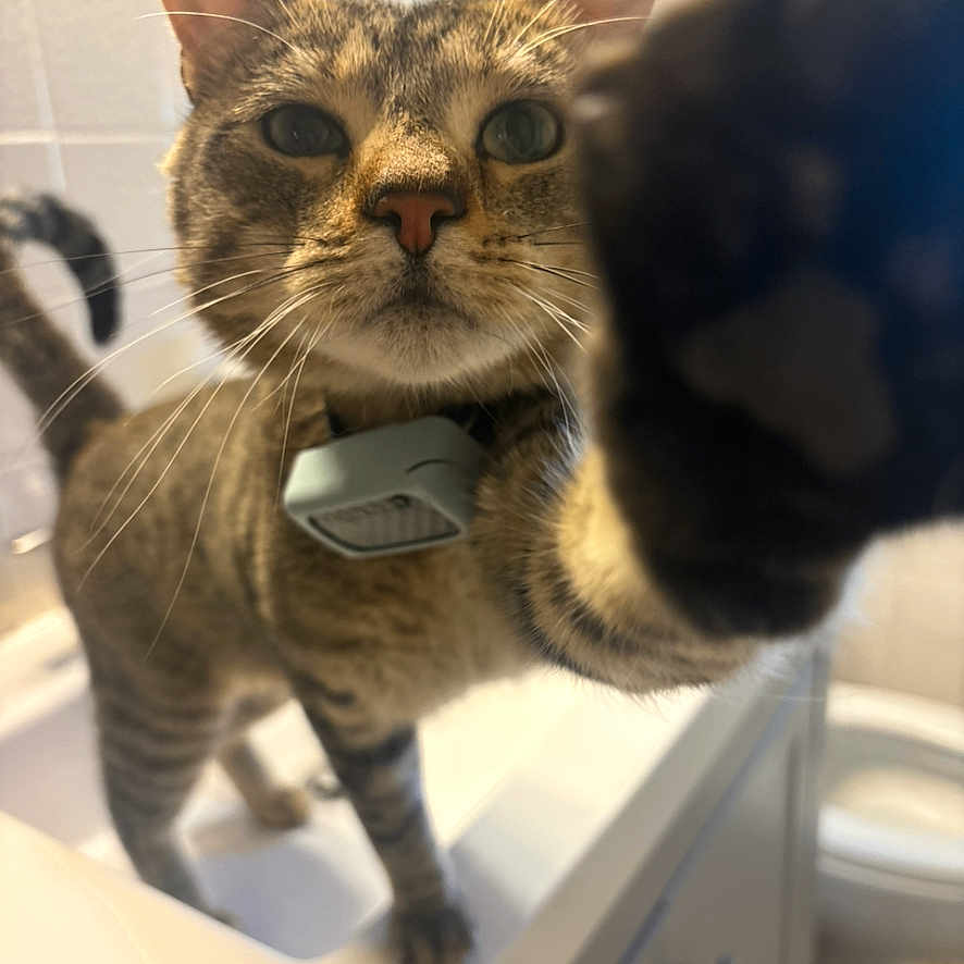 Ricky Tatty Tat joined the competition — help win amazing prizes! animal, bathroom, cat, close_up, collar, curious, domestic_animal, ears, feline, indoor, looking_at_camera, mammal, nose, paw, pet, playful, sink, striped, tabby_cat, whiskers