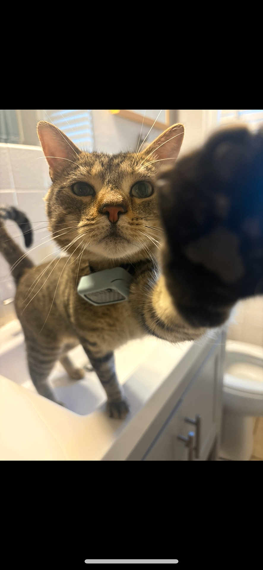 Ricky Tatty Tat joined the competition — help win amazing prizes! cat, tabby_cat, paw, curious, bathroom, sink, pet, indoor, whiskers, close_up, feline, collar, playful, domestic_animal, animal, mammal, looking_at_camera, striped, nose, ears