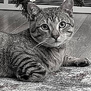 Ricky Tatty Tat is registered to the contest to win money with this photo: cat, tabby, pet, indoor, carpet, floor, whiskers, ears, fur, animal, resting, curious, closeup, black_and_white, striped, domestic_cat, mammal, portrait, houseplant, vent